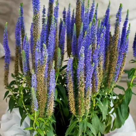 Roma グロッタンマーレ